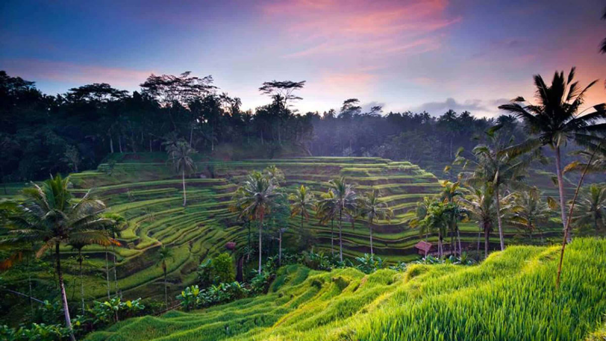 Bali Tour